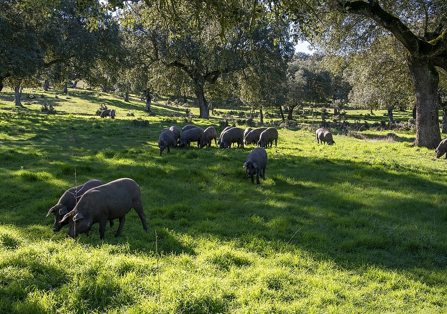 Allevamento e alimentazione