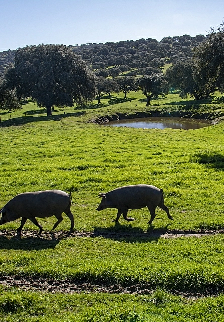 Allevamento e alimentazione