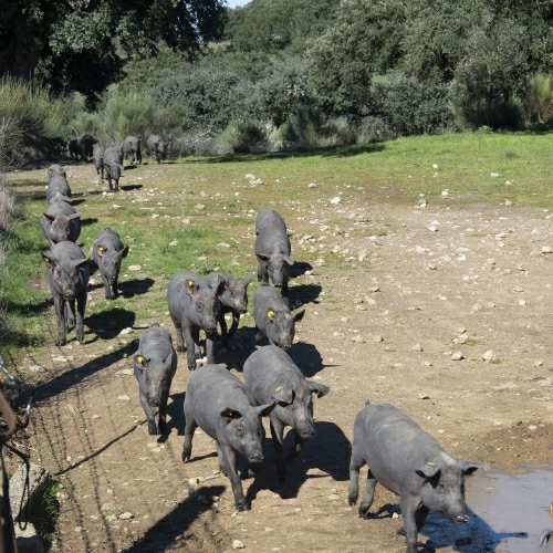 Tracciabilità