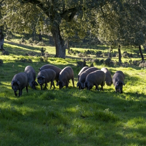 Tracciabilità